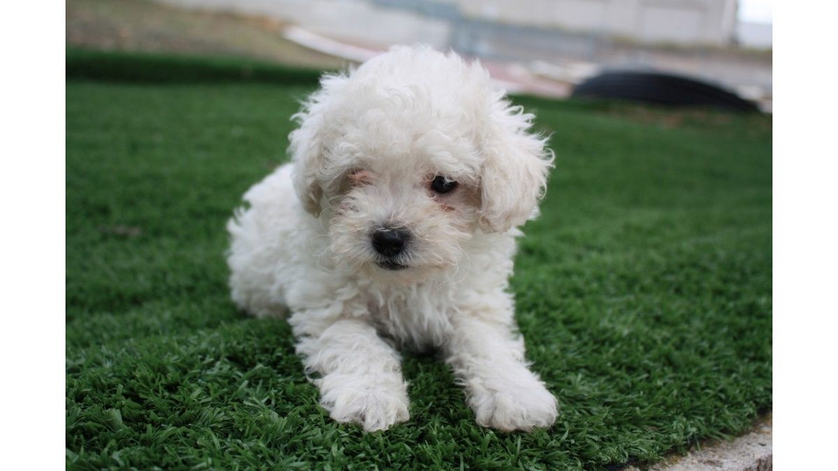 Cucciolata del 1 agosto 2025