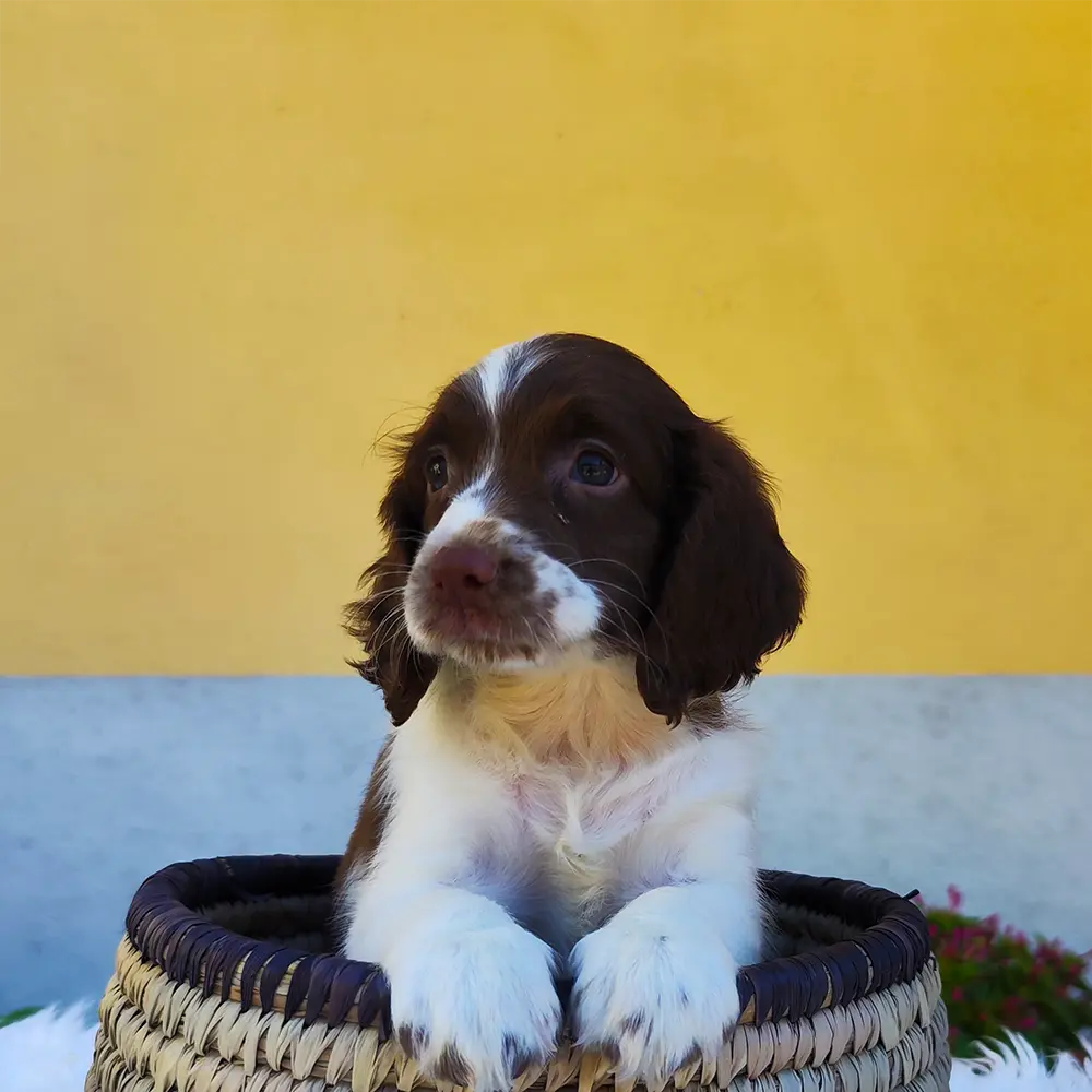 cucciolata del 23 agosto 2025